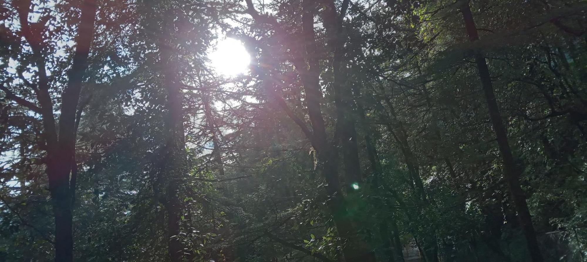 Apartament Moonlight Ridge McLeod Ganj Zewnętrze zdjęcie